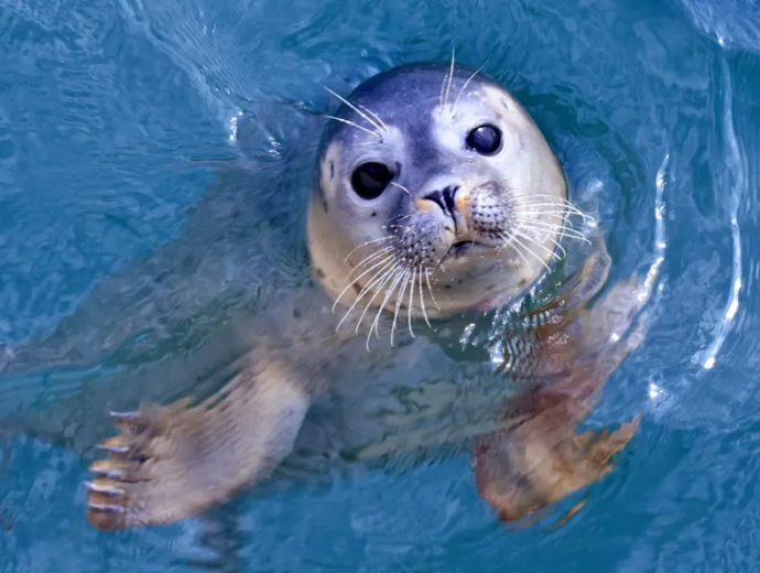 Seal Club