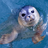 Seal Club