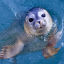 Seal Club
