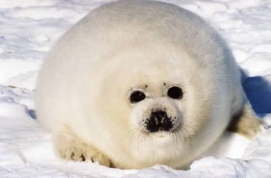 SEAL