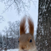 Squirells
