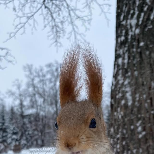 Squirells